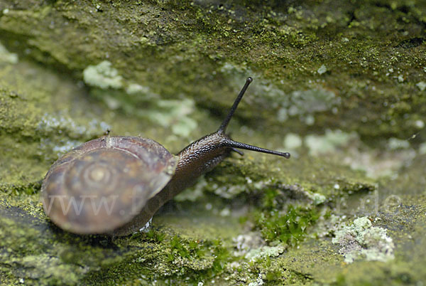 Steinpicker (Helicigona lapicida)