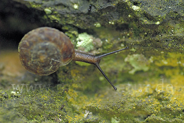 Steinpicker (Helicigona lapicida)