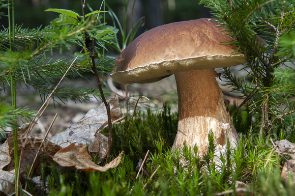 Steinpilz (Boletus edulis)