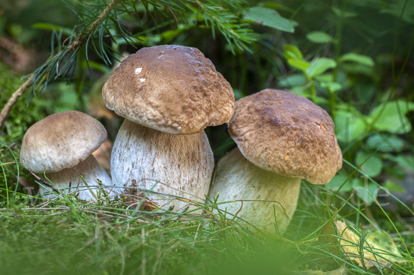 Steinpilz (Boletus edulis)