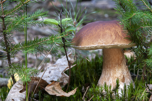 Steinpilz (Boletus edulis)