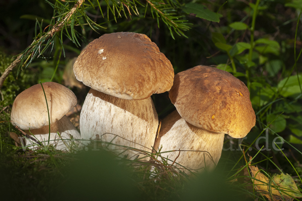 Steinpilz (Boletus edulis)