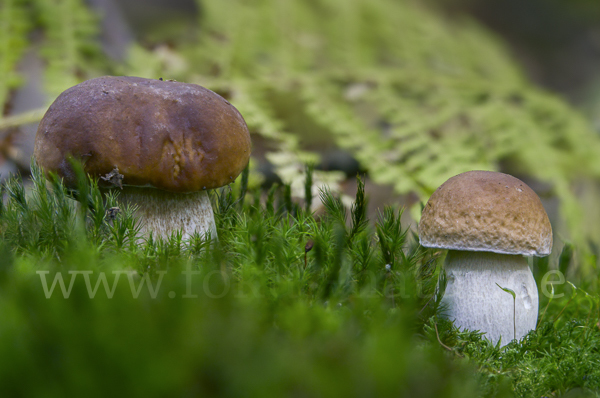 Steinpilz (Boletus edulis)