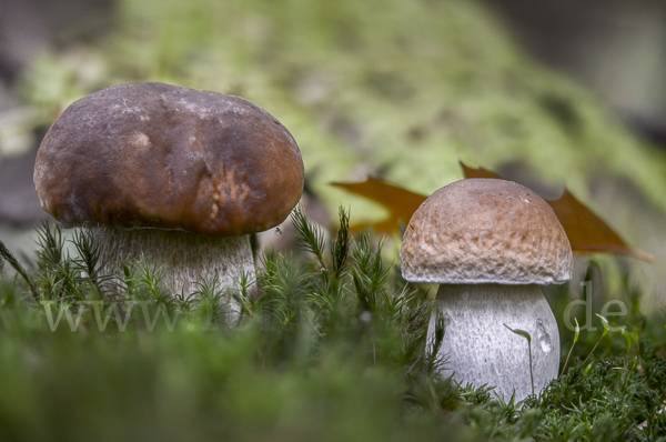 Steinpilz (Boletus edulis)