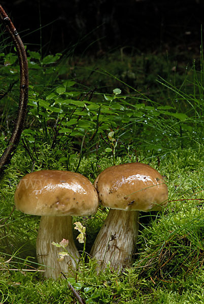 Steinpilz (Boletus edulis)