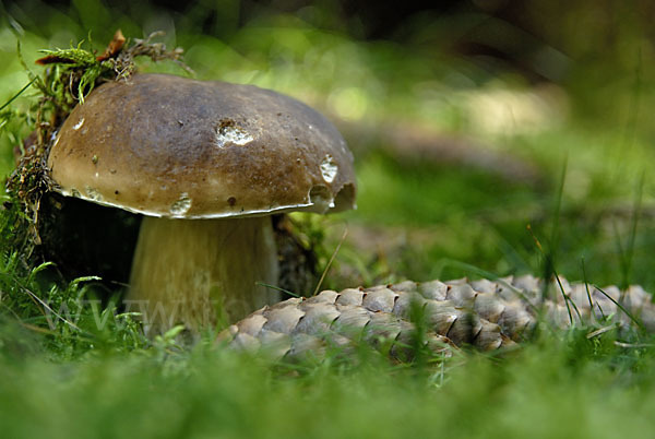 Steinpilz (Boletus edulis)