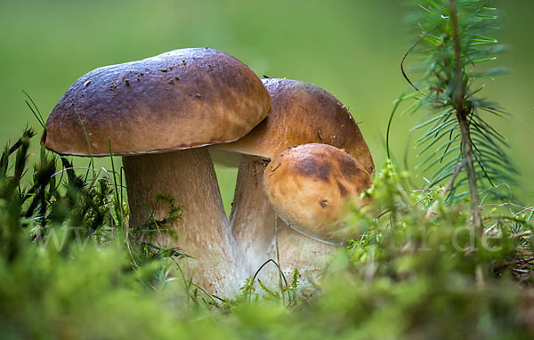 Steinpilz (Boletus edulis)