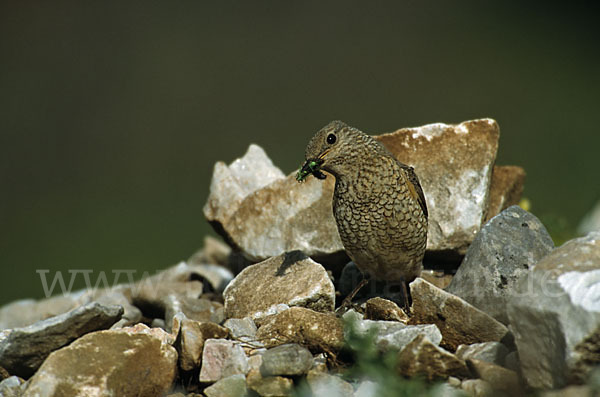 Steinrötel (Monticola saxatilis)