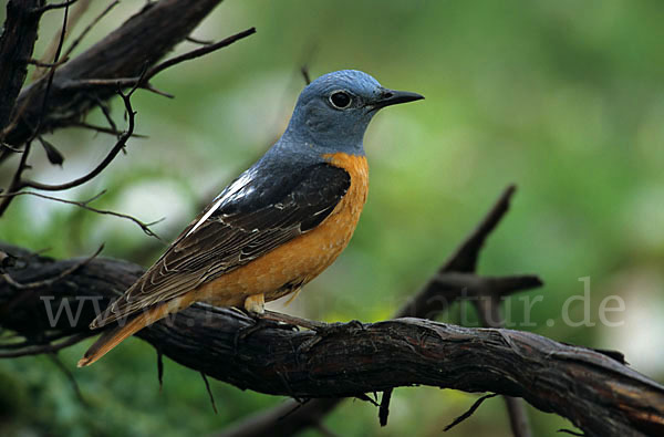 Steinrötel (Monticola saxatilis)