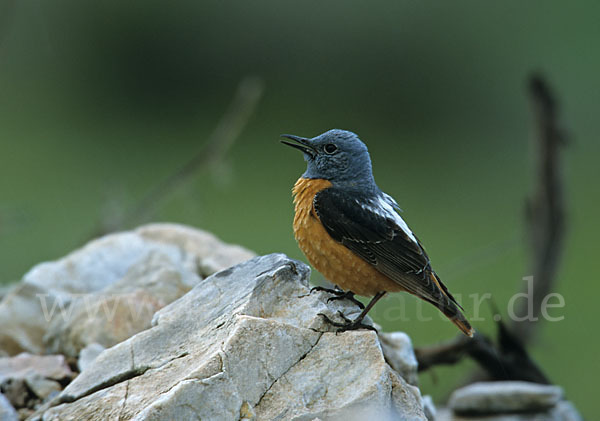 Steinrötel (Monticola saxatilis)