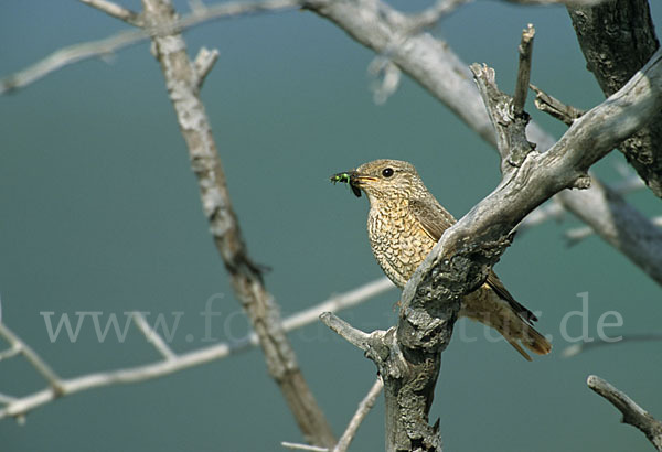 Steinrötel (Monticola saxatilis)