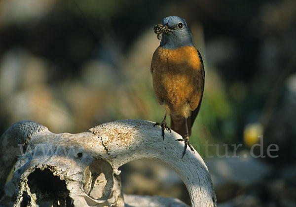 Steinrötel (Monticola saxatilis)