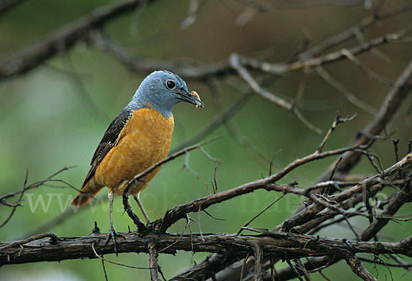 Steinrötel (Monticola saxatilis)