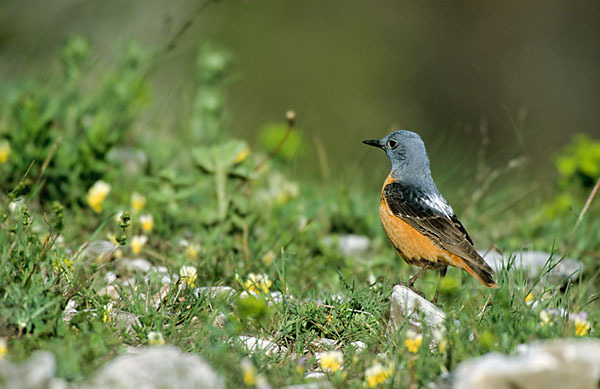 Steinrötel (Monticola saxatilis)