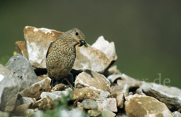 Steinrötel (Monticola saxatilis)