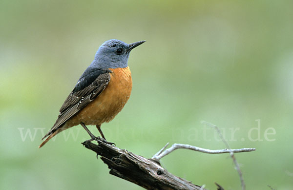 Steinrötel (Monticola saxatilis)