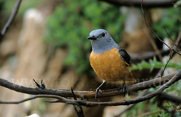 Steinrötel (Monticola saxatilis)