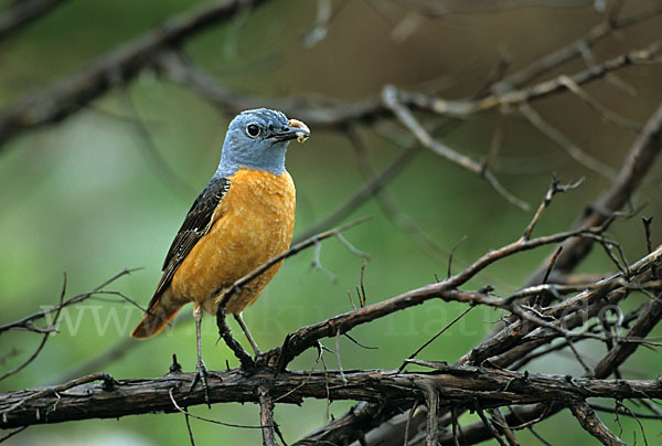 Steinrötel (Monticola saxatilis)