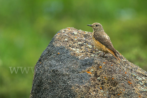 Steinrötel (Monticola saxatilis)