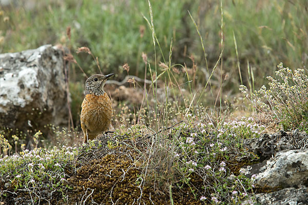 Steinrötel (Monticola saxatilis)