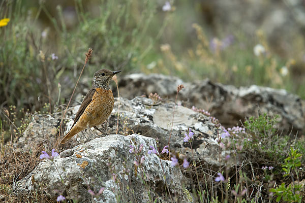 Steinrötel (Monticola saxatilis)