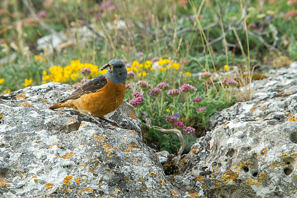 Steinrötel (Monticola saxatilis)