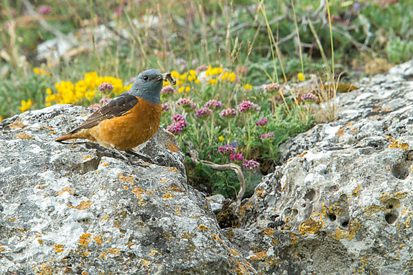 Steinrötel (Monticola saxatilis)