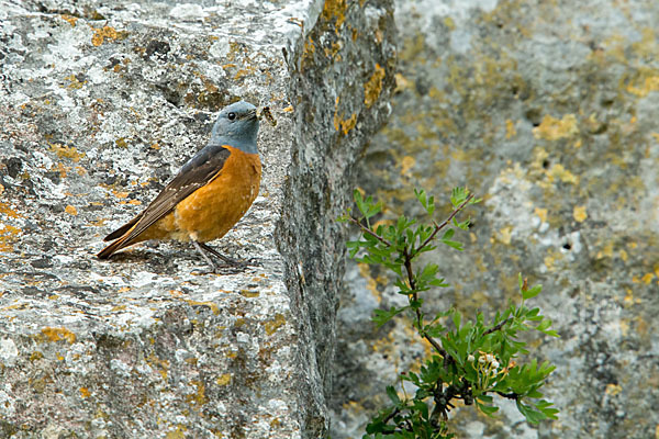 Steinrötel (Monticola saxatilis)