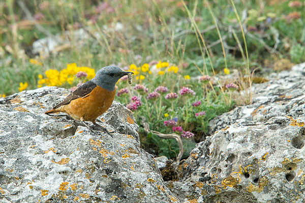 Steinrötel (Monticola saxatilis)