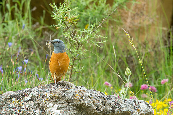 Steinrötel (Monticola saxatilis)