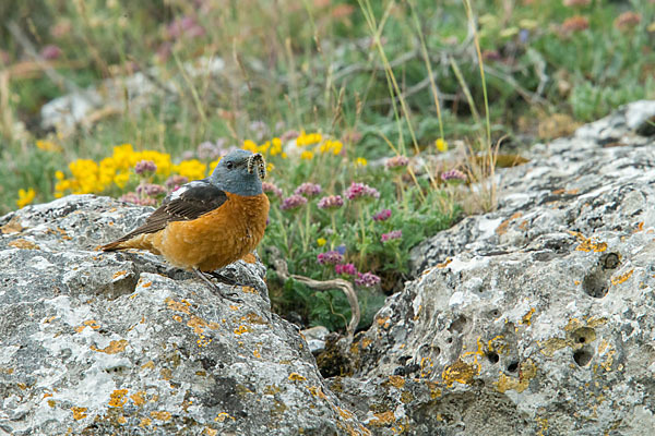 Steinrötel (Monticola saxatilis)