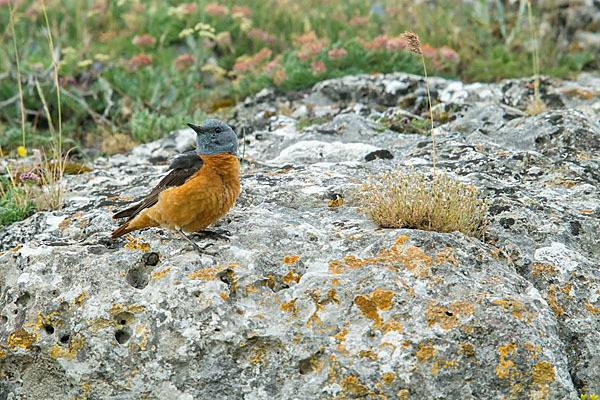 Steinrötel (Monticola saxatilis)