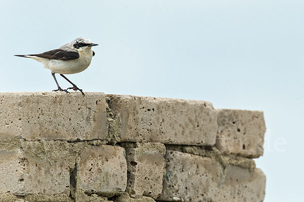 Steinschmätzer (Oenanthe oenanthe)