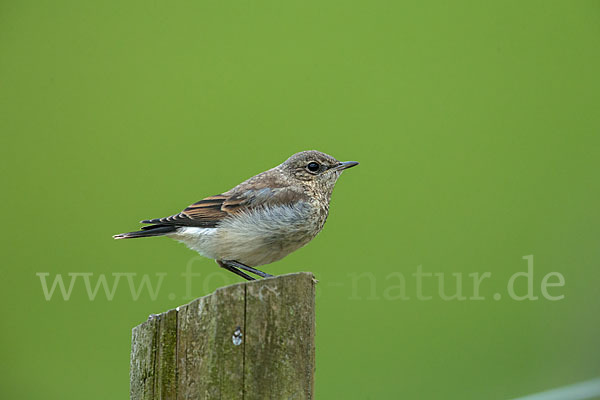 Steinschmätzer (Oenanthe oenanthe)