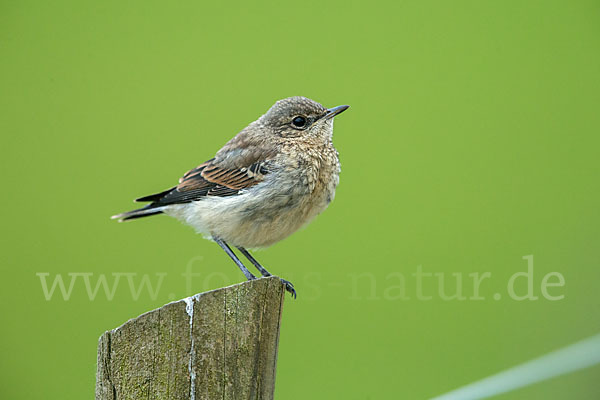 Steinschmätzer (Oenanthe oenanthe)