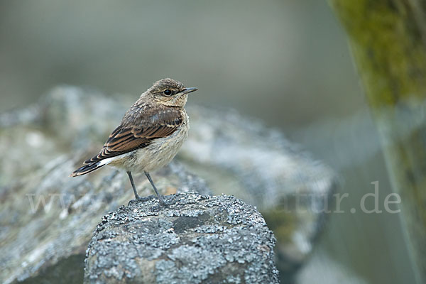 Steinschmätzer (Oenanthe oenanthe)