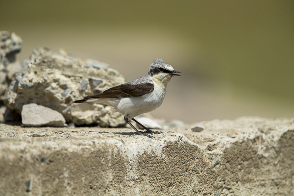 Steinschmätzer (Oenanthe oenanthe)