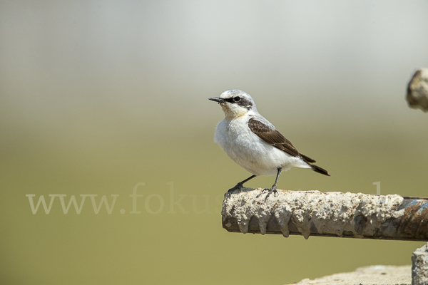 Steinschmätzer (Oenanthe oenanthe)