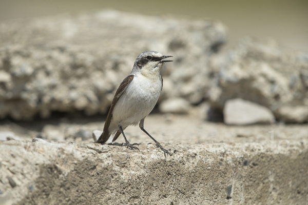 Steinschmätzer (Oenanthe oenanthe)