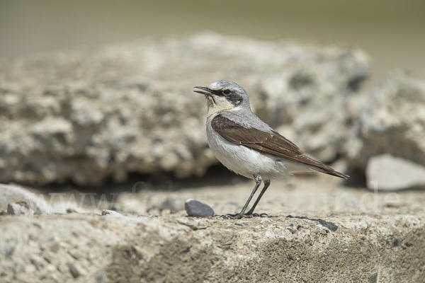 Steinschmätzer (Oenanthe oenanthe)