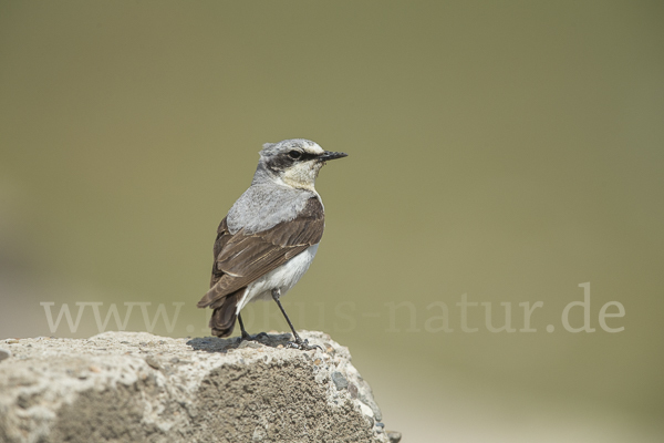 Steinschmätzer (Oenanthe oenanthe)