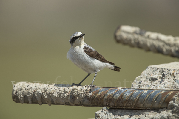 Steinschmätzer (Oenanthe oenanthe)