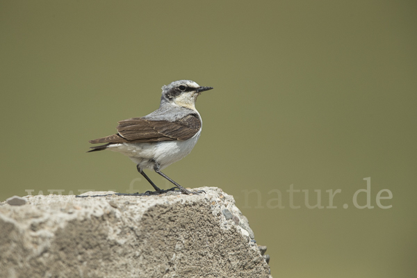 Steinschmätzer (Oenanthe oenanthe)