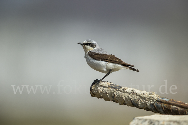 Steinschmätzer (Oenanthe oenanthe)