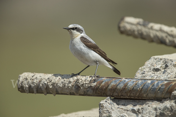 Steinschmätzer (Oenanthe oenanthe)