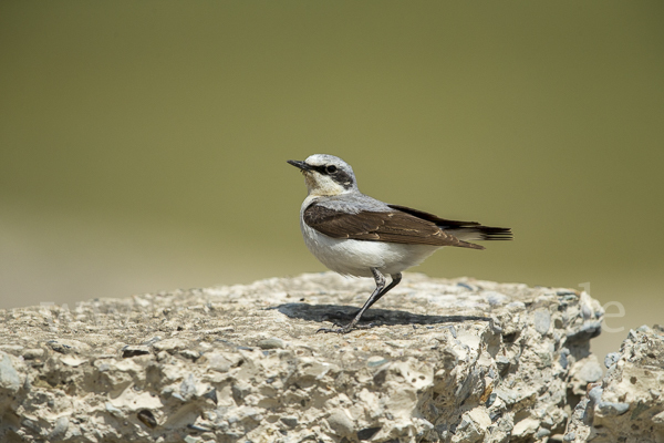 Steinschmätzer (Oenanthe oenanthe)