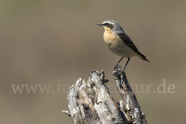 Steinschmätzer (Oenanthe oenanthe)