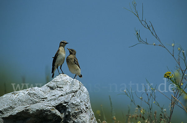 Steinschmätzer (Oenanthe oenanthe)