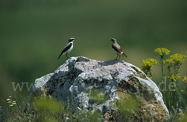 Steinschmätzer (Oenanthe oenanthe)