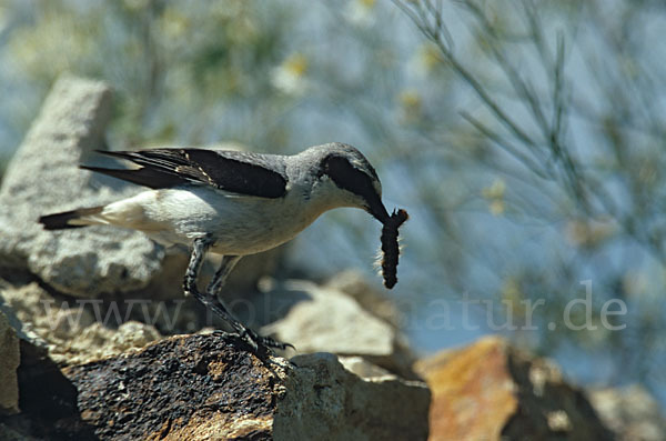 Steinschmätzer (Oenanthe oenanthe)